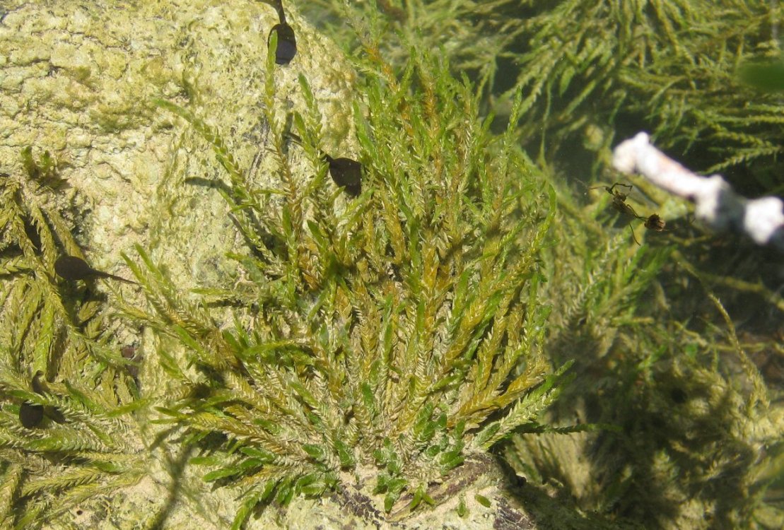 Identificazione pianta acquatica 1